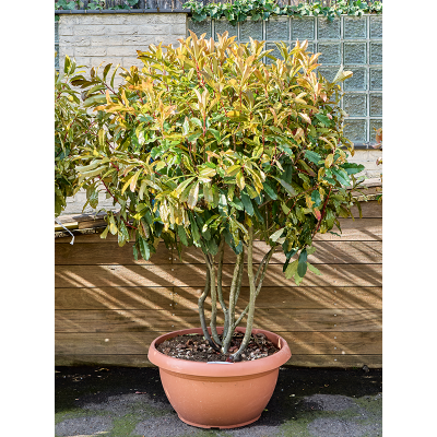 Растение горшечное Фотиния/Photinia serratifolia 'Crunchy' (180-220)