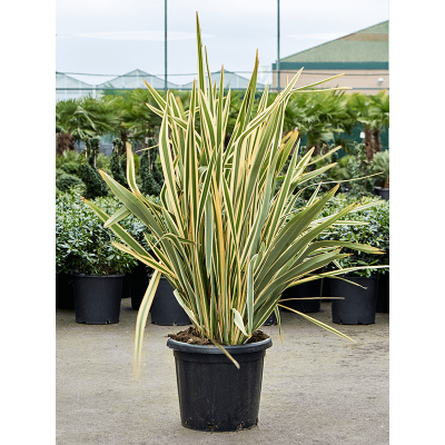 Растение горшечное Формиум/Phormium tenax 'Variegatum' (130-160)