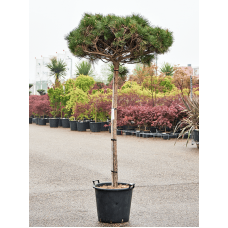 Pinus nigra 'Pierrick Bregeon' (200-220)