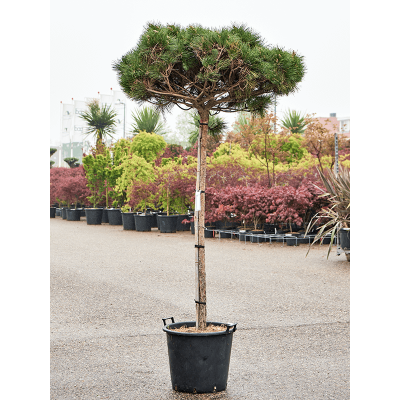 Растение горшечное Сосна/Pinus nigra 'Pierrick Bregeon' (200-220)