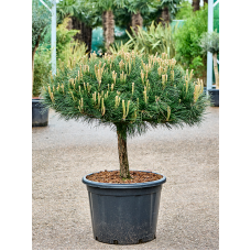 Pinus nigra 'Brepo'