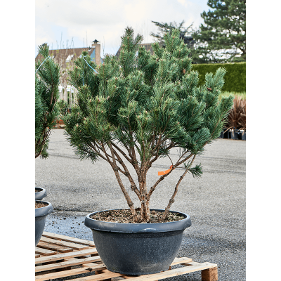 Растение горшечное Сосна/Pinus sylvestris 'Watereri Nana' (140-160)