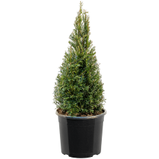 Taxus baccata