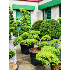 Taxus baccata summergold