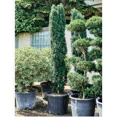 Taxus baccata 'Fastigiata Robusta'