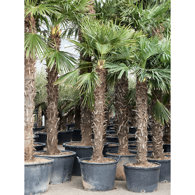 Растение горшечное Трахикарпус/Trachycarpus fortunei (320-340)