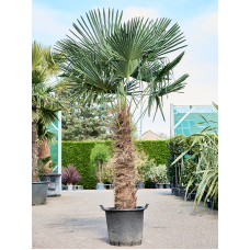 Trachycarpus fortunei (200-260)