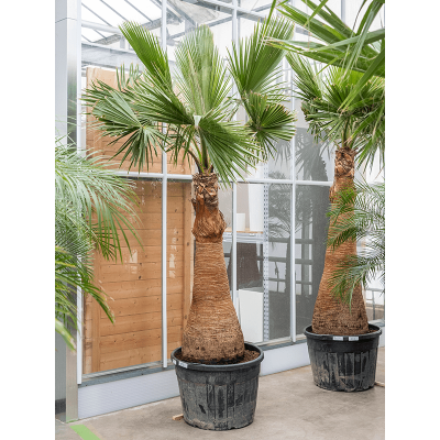 Растение горшечное Вашингтония/Washingtonia robusta