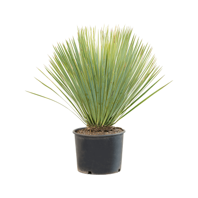 Растение горшечное Юкка/Yucca rostrata