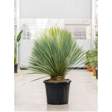 Yucca rostrata