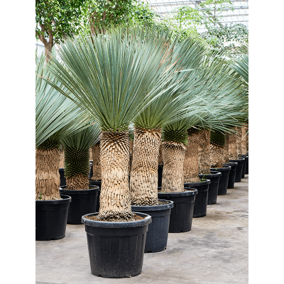 Растение горшечное Юкка/Yucca rostrata (170-200)