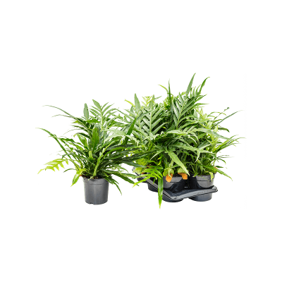 Растение горшечное /Aglaomorpha 'Jim' 6/tray