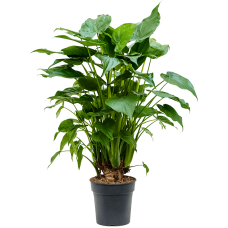 Alocasia cucullata