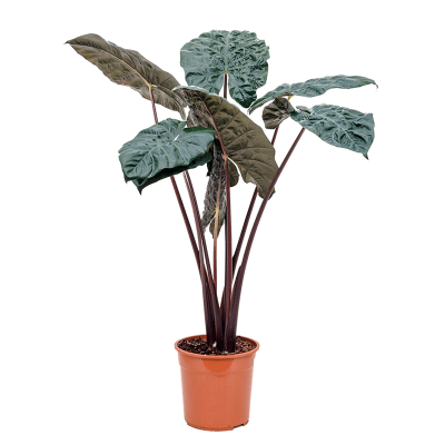 Растение горшечное Алоказия/Alocasia 'Yucatan Princess'