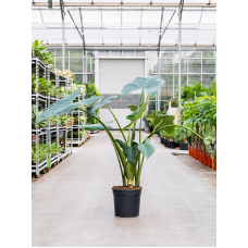 Alocasia zebrina