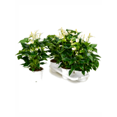 Anthurium andraeanum 'White Champion' 4/tray