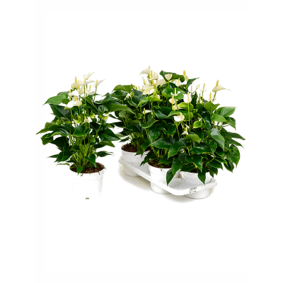 Растение горшечное Антуриум/Anthurium andraeanum 'White Champion' 4/tray