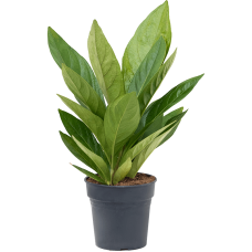 Anthurium elipticum 'Jungle' hybriden