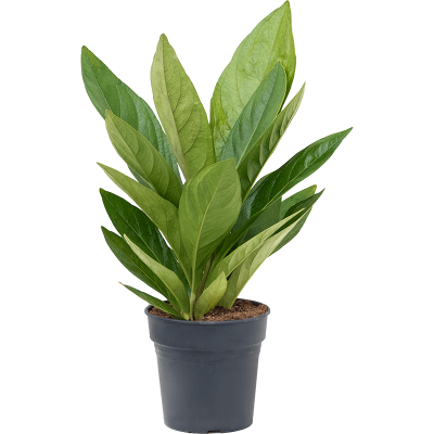 Растение горшечное Антуриум/Anthurium elipticum 'Jungle' hybriden