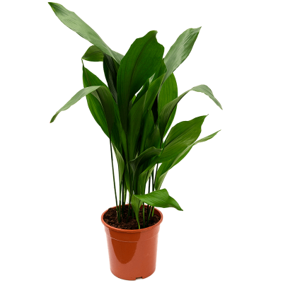 Растение горшечное Аспидистра/Aspidistra elatior