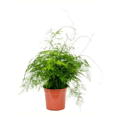 Растение горшечное Аспарагус/Asparagus setaceus plumosus