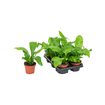 Растение горшечное Асплениум/Asplenium nidus 6/tray