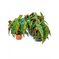 Begonia 'Maculata' 2/tray