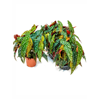 Растение горшечное Бегония/Begonia 'Maculata' 2/tray