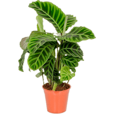 Растение горшечное Калатея/Calathea 'Zebrina' 8/tray