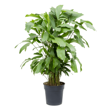 Caryota mitis