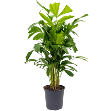 Caryota mitis