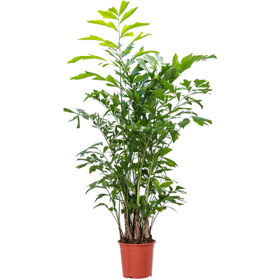 Растение горшечное Кариота/Caryota mitis