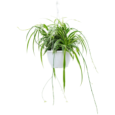 Chlorophytum ocean