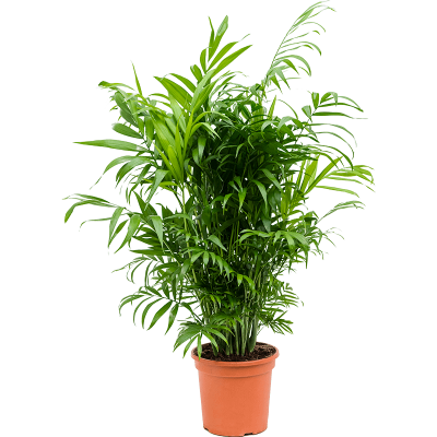 Растение горшечное Хамедорея/Chamaedorea elegans