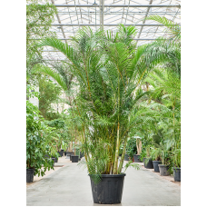 Dypsis (Areca) lutescens