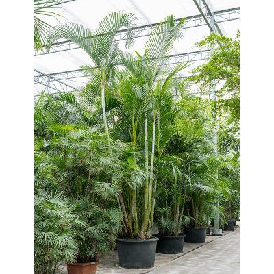 Растение горшечное Арека/Dypsis (Areca) lutescens