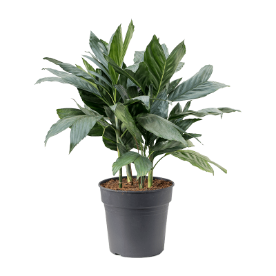 Растение горшечное Хамедорея/Chamaedorea metallica