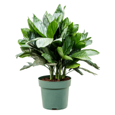 Chamaedorea metallica