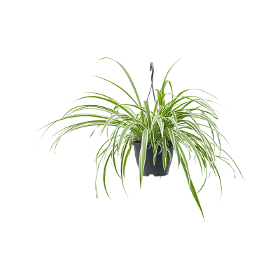 Растение горшечное Хлорофитум/Chlorophytum comosum 'Vittatum'