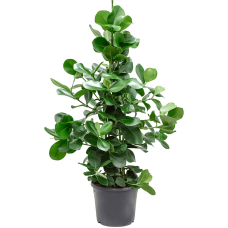 Clusia rosea