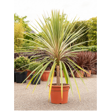 Cordyline australis 'Dazzler'