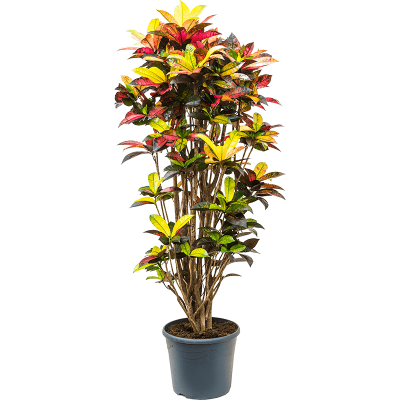 Растение горшечное Кротон/Croton (Codiaeum) variegatum 'Mrs. Iceton'
