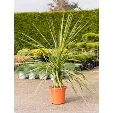 Cordyline indivisa