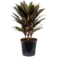 Cordyline fruticosa 'Rumba'