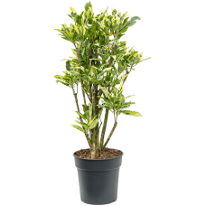 Croton (Codiaeum) variegatum 'Tamara'