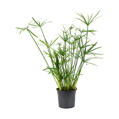 Растение горшечное Сыть/Cyperus alternifolius