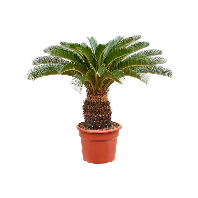 Растение горшечное Цикас/Cycas revoluta