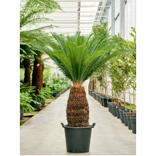 Cycas revoluta