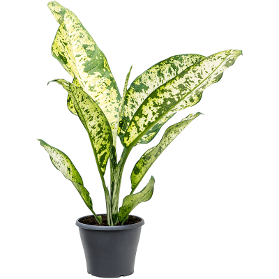 Растение горшечное Диффенбахия/Dieffenbachia seguine 'Banana'