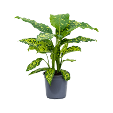 Dieffenbachia seguine 'Cheetah'